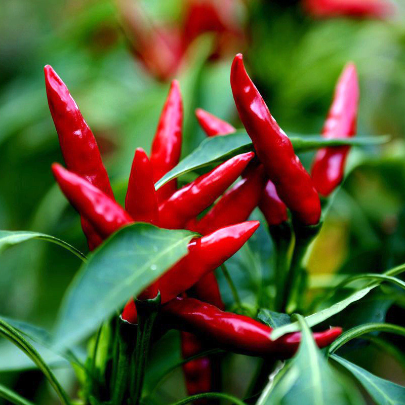 20 pcs Benih cilipadi merah pedas panas/Red Hot chili seeds 朝天椒辣椒种子 ...