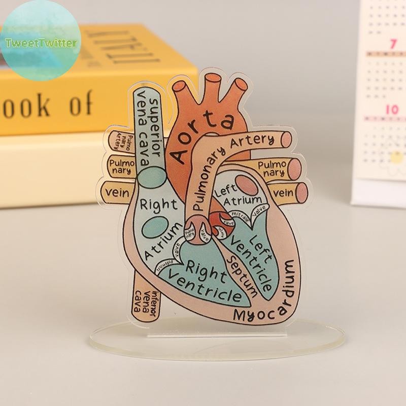 TweetTwitter 2D Heart Anatomy Acrylic Model - Educational And ...