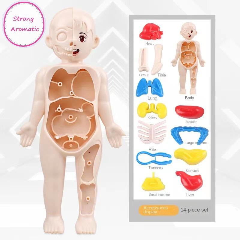 STRO Human Body Anatomy Model Kid Montessori 3D Puzzle Educational ...