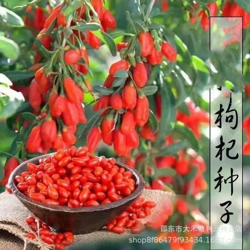 [SeedMan] 100pcs Goji Berry Seeds/枸杞 | Shopee Malaysia