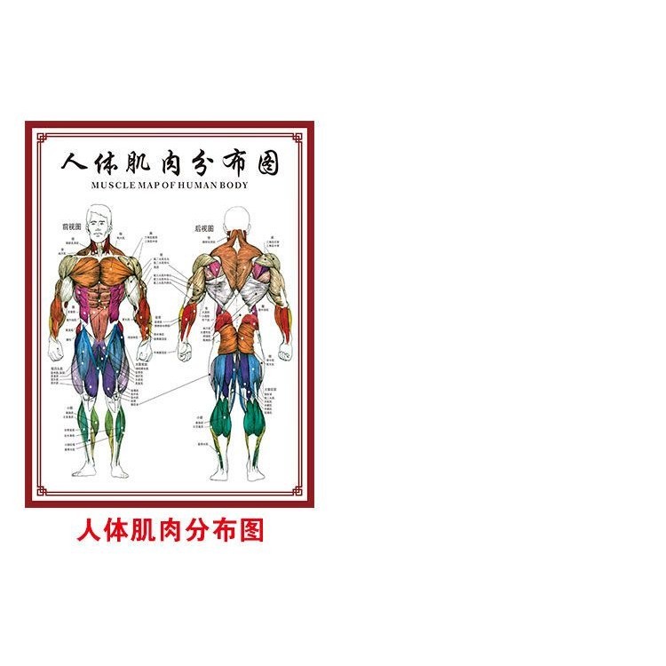 Ma4/9 New Product Human Body Bone Chart Wall Chart Organ Internal Organ ...