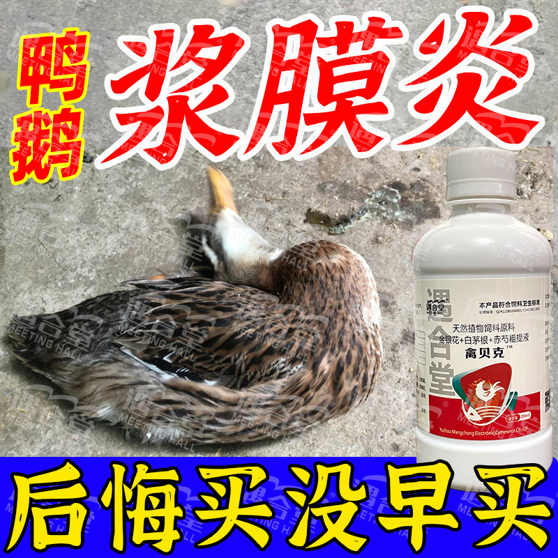 Chicken Chicken Duck Goose Pulp Membrane Inflammation Chicken Disease ...