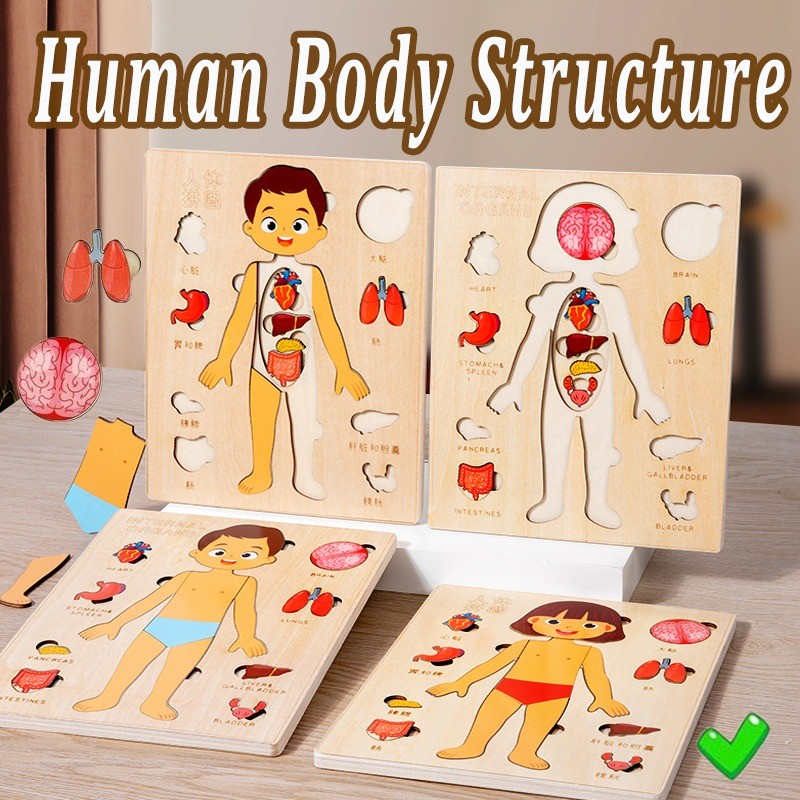 Human Body Structure Diagram Jigsaw Puzzle Anatomy Bone Cognition Kids ...