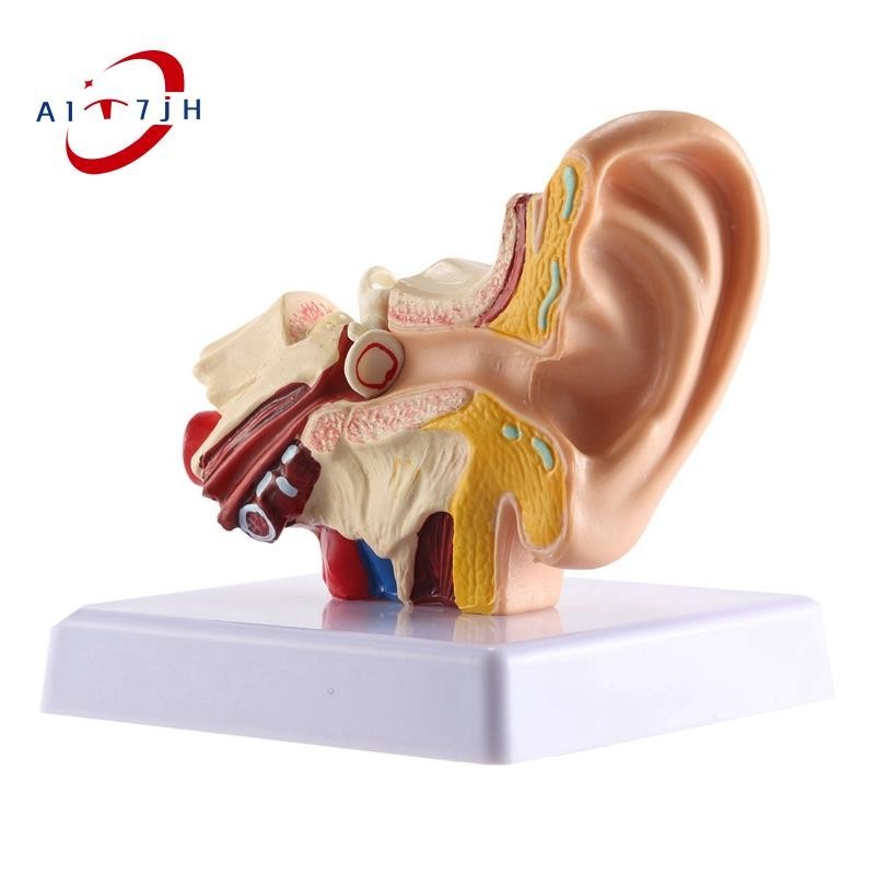 1.5X Human Ear Anatomy Model - Professional Desktop Inner Ear Structure ...