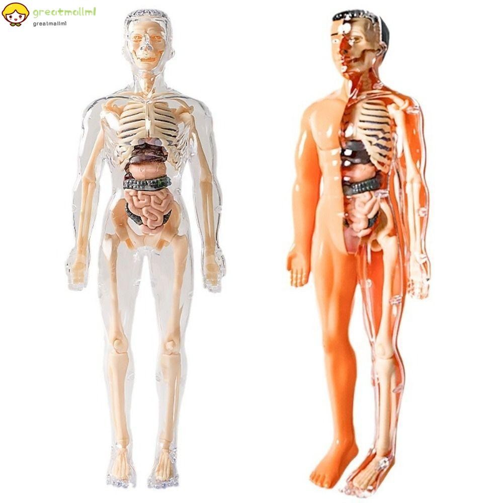 3D human torso model skeleton toy skeleton simulation teaching aids ...