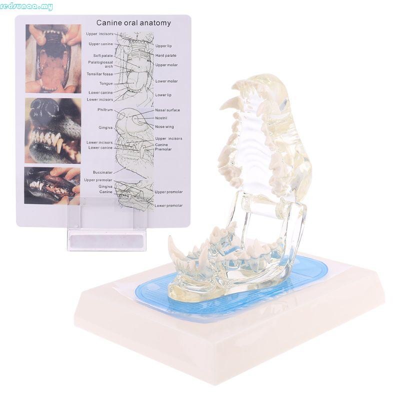 redsunaa Transparent Dog Teeth Jaw Tooth Model Anatomical Teaching ...
