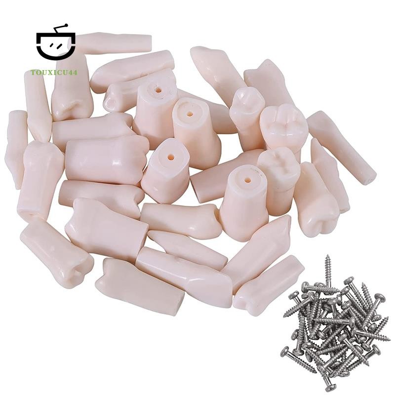 32Pcs Dental Model Teeth Model for Typodont Dental Teeth Model ...