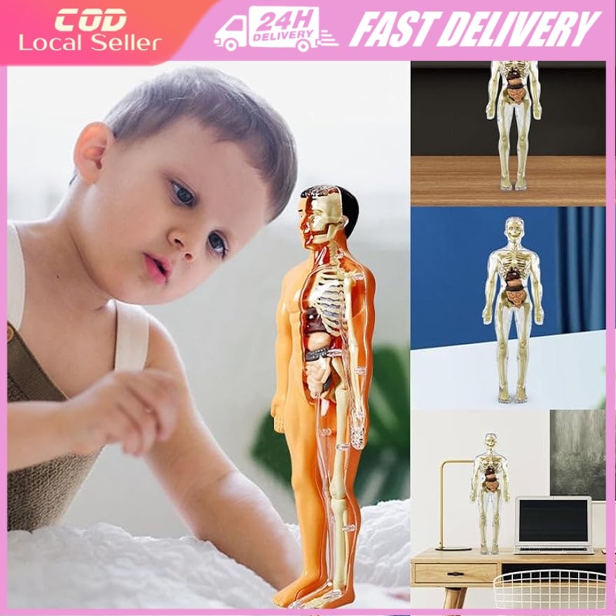 3D Human Body Torso Model Removable Parts Organ Simulation Human Body ...