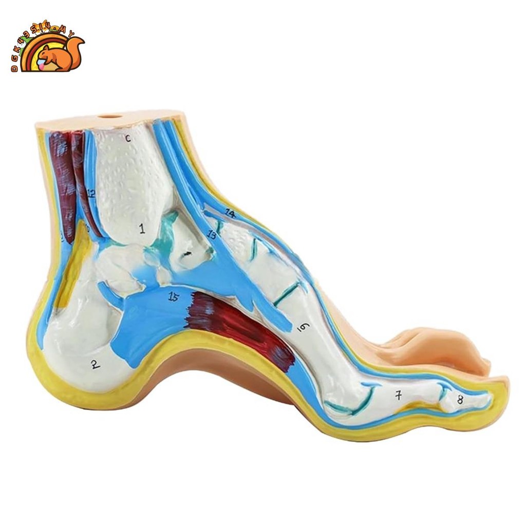 Foot Anatomy Model, Human Anatomy Foot Model, Normal Flat Arched Foot ...