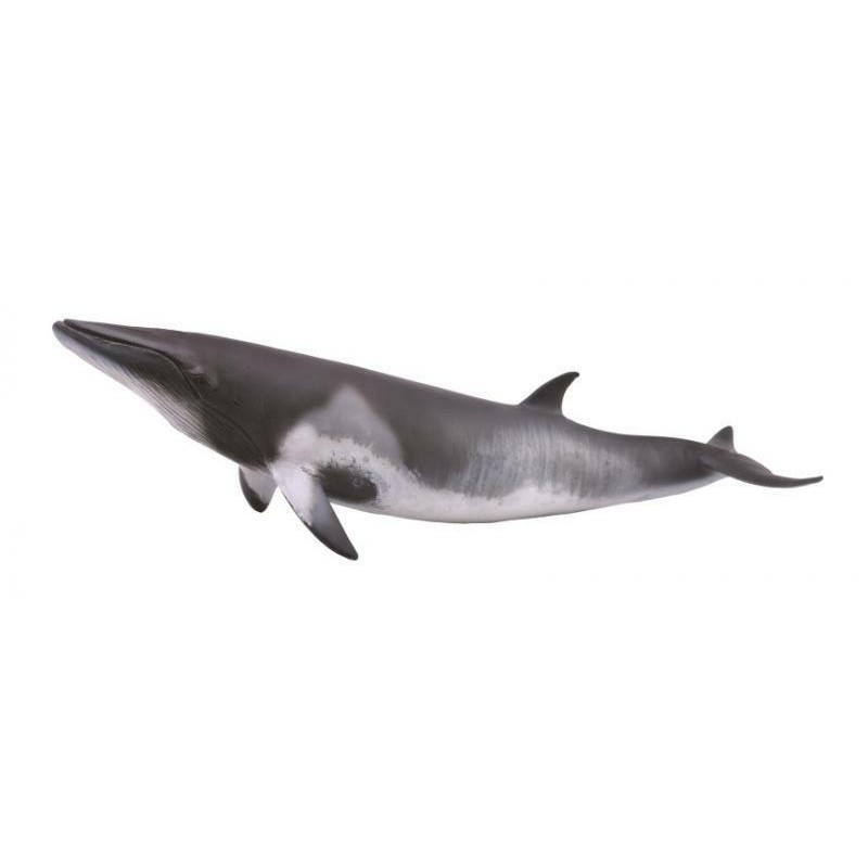 CollectA Balena Grigia – Replica Realistica In Plastica 22,8 Cm – Giocattolo Educativo Per Bambini 2-12 Anni - 3