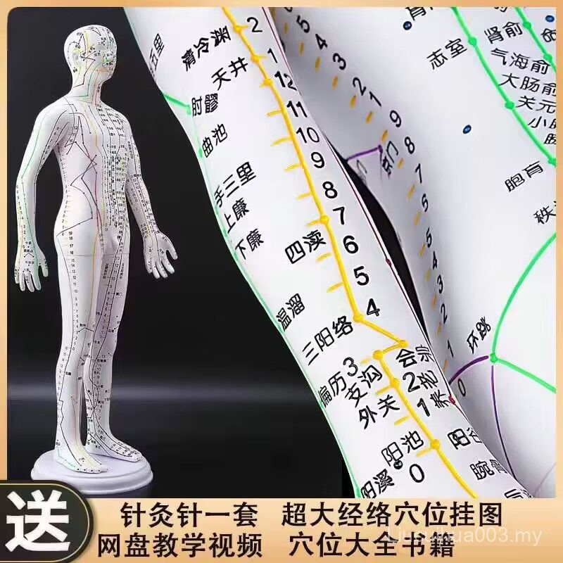 SG [2446 People Praise] Human Body Model Traditional Chinese Medicine ...