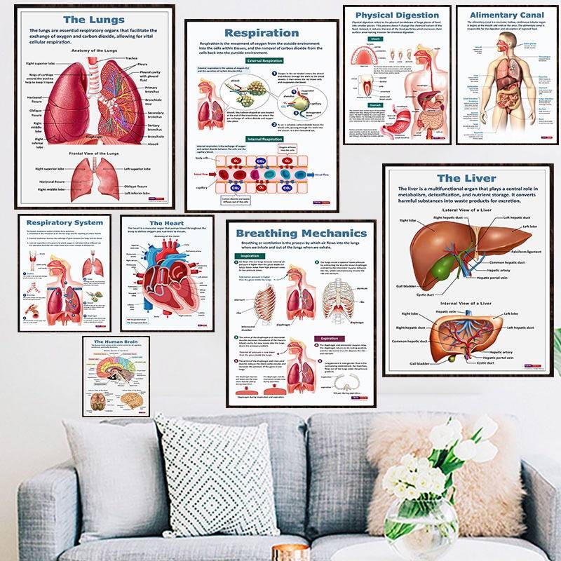 Breathing Mechanics Canvas Poster, Human Biology Science Poster ...