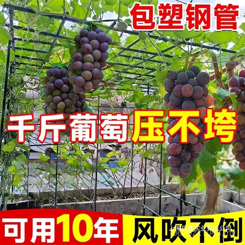 Loofah Courtyard Bitter Gourd Rack Climbing Rack Passion Fruit Climbing ...