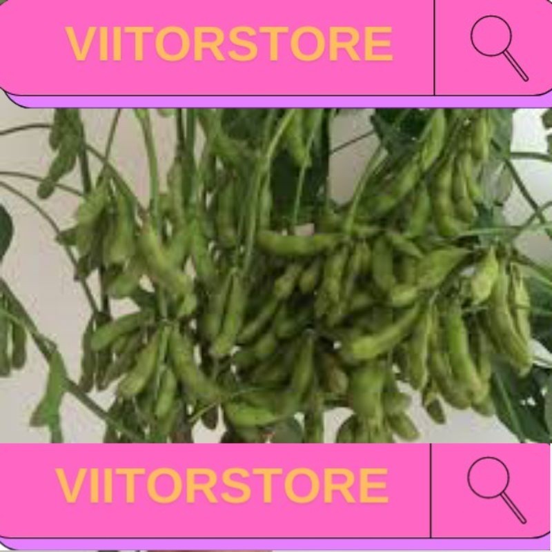 10 seeds Edamame seeds with large pods, green soybeans,10粒毛豆种子 毛豆子 ...