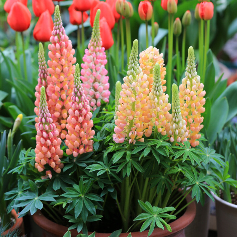 Feather Fan Beans Four Seasons Flowering Plants Indoor Outdoor Flower ...