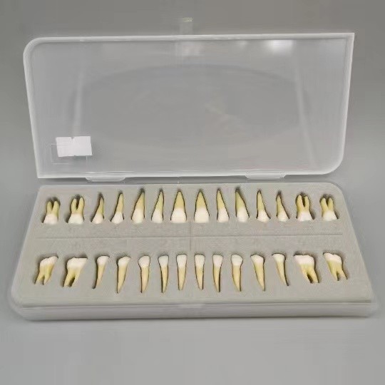 Full Medical Adult Teeth Model 1:1 Permanent Teeth Dental Model Resin ...