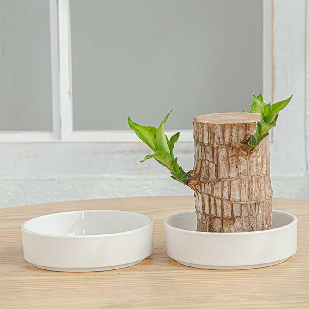 (Only tray) Mini Brazilian Wood Tray hydroponic potted tree stump mini ...