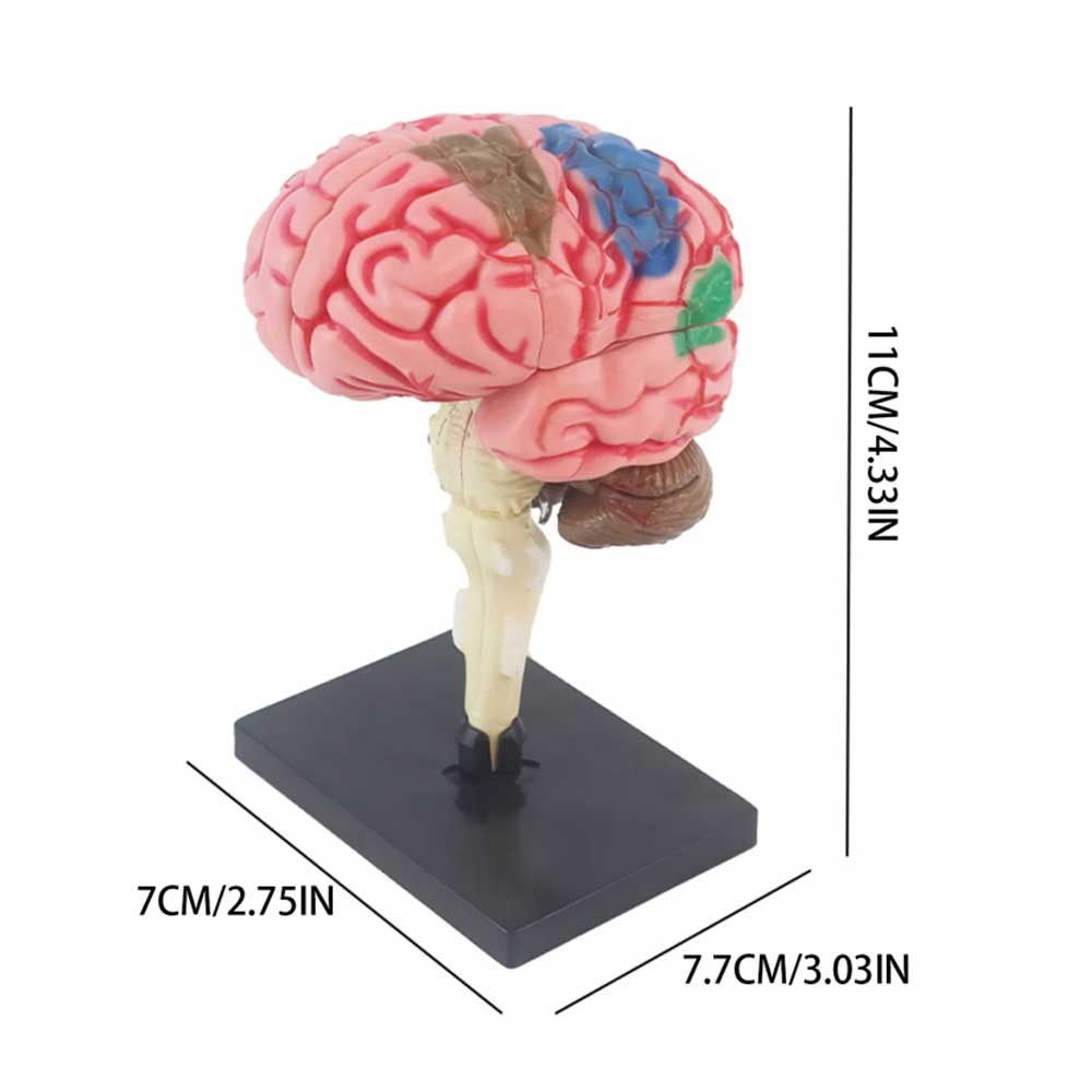 Brain Model Disassembled Anatomical Model Human Brain Model Science