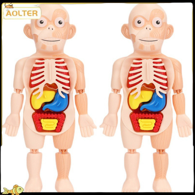 TER Kids 3D Puzzle Human Body Anatomy Model DIY Assembled Organ Body ...
