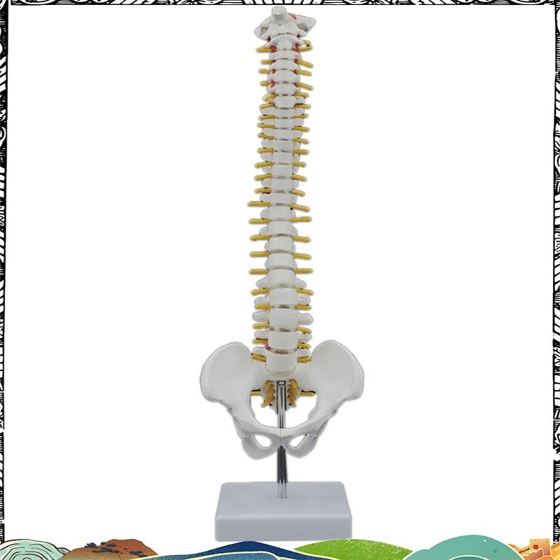 45CM Human Spine with Pelvic Model Human Anatomical Anatomy Spine Model