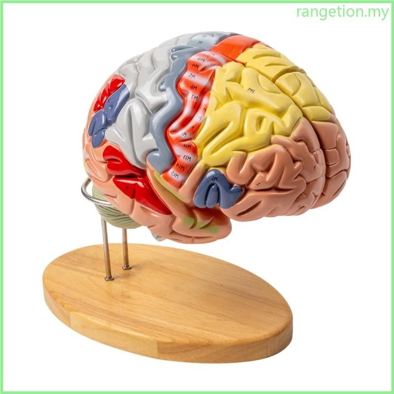 RAN Anatomical Brain Model Human Brain Anatomy Model Shows Brain ...