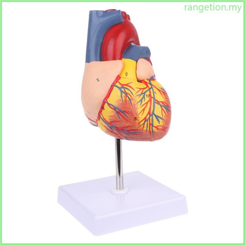 RAN Disassembled Anatomical Human Heart Model Anatomy Medical Teaching ...