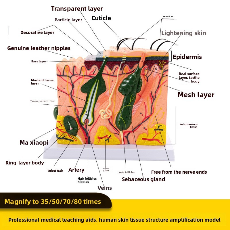 50 Times Human Skin Tidyle Structure Magnification Anatomy Model ...