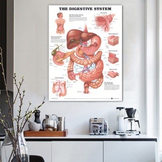 Can be suspended Anatomy Model The Digestive System Anatomical Chart ...