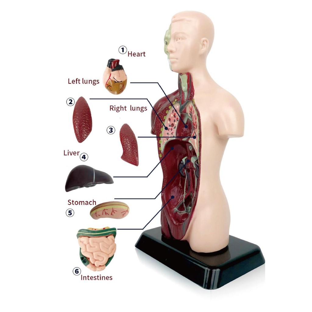 [dlqnylu] Human Body Model Removable Humam Model 5 Removable Parts with ...