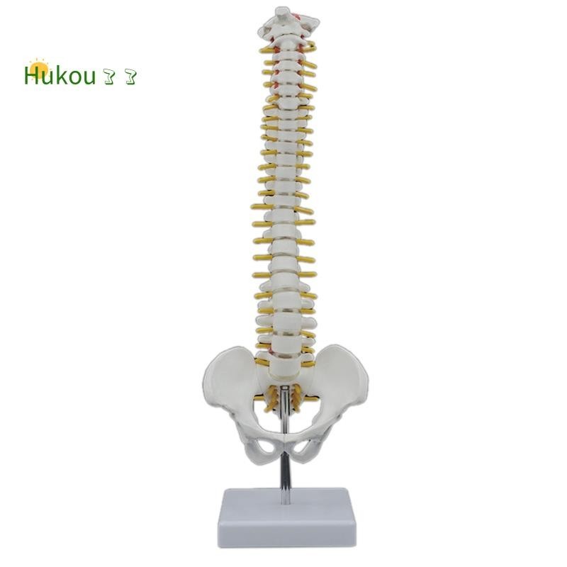 45CM Human Spine with Pelvic Model Human Anatomical Anatomy Spine Model ...