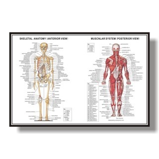 Wall Art Life Canvas Skeleton Muscular System Anatomical Poster Muscle ...