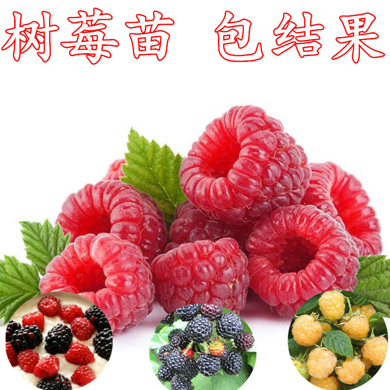 Black Raspberry Seedlings Potted Plants Ground Planting Double Seasons ...