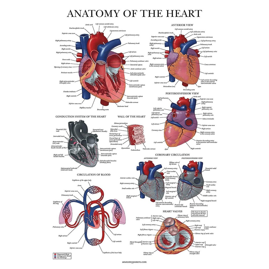 High definition and large size Heart Anatomy Poster Laminated ...