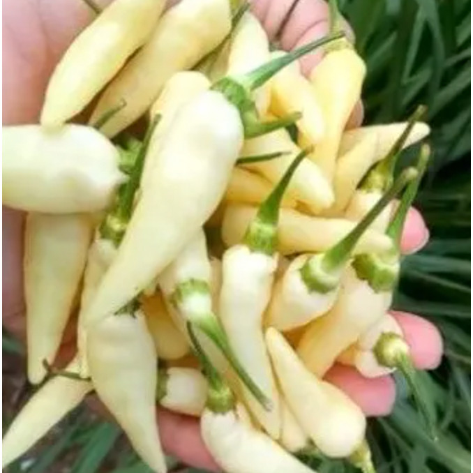 5 Pcs Biji Benih Cili Lada PUTIH SABAH Cili Susu Putih Wangi Sedap ...