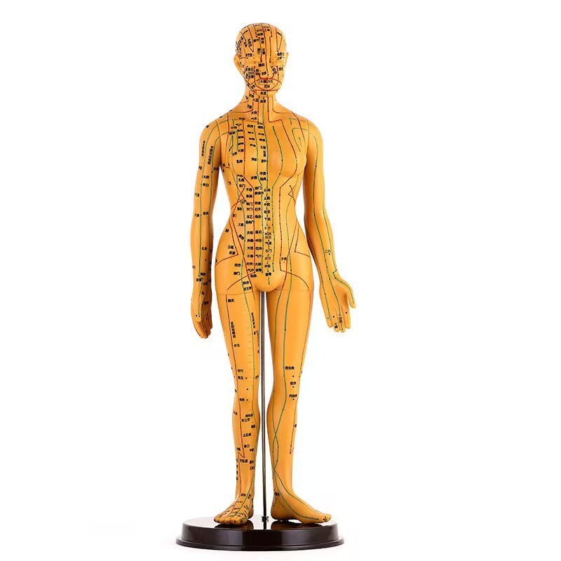 Human Body Model Traditional Chinese Medicine Acupuncture Acupuncture ...
