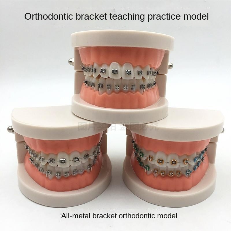 Dental Orthodontic Teeth Model with Colorful Braces Standard Denture ...