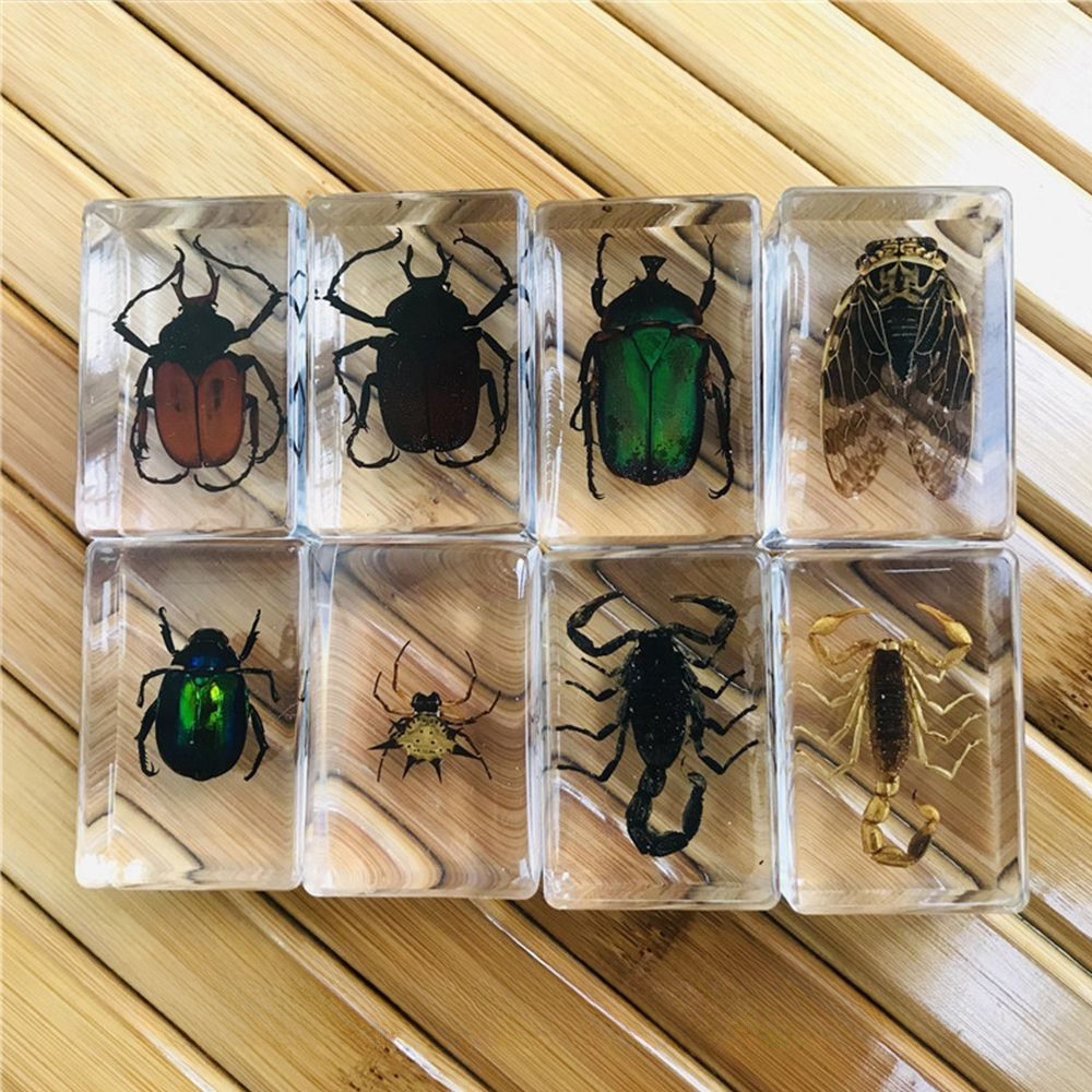 3.5cm Real Insect Specimens Transparent Resin Kindergarten Teaching ...