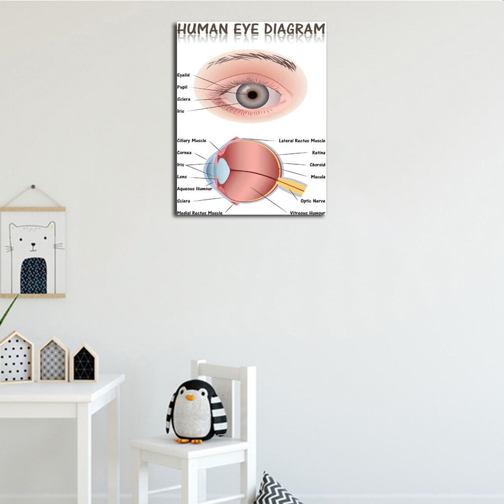 Human Eye Anatomy Medical Chart Educational Diagram Cool Huge Large ...