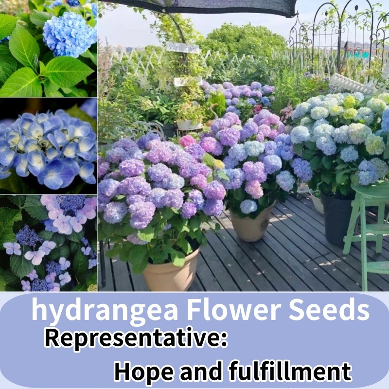 50 Vanilla Strawberry Hydrangea Flower Seeds: Perfect For Pot Or Ground Planting P 44792640