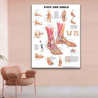High quality art Human Body Chart Anatomy Foot and Ankle Poster ...