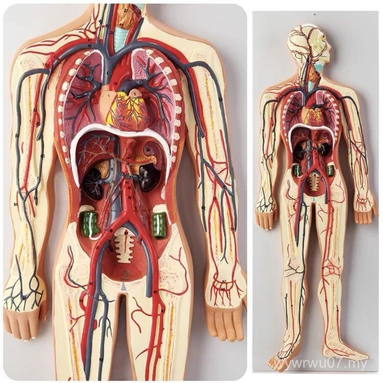 Medical Simulation Human Blood Circulation System Model Heart Surgical ...
