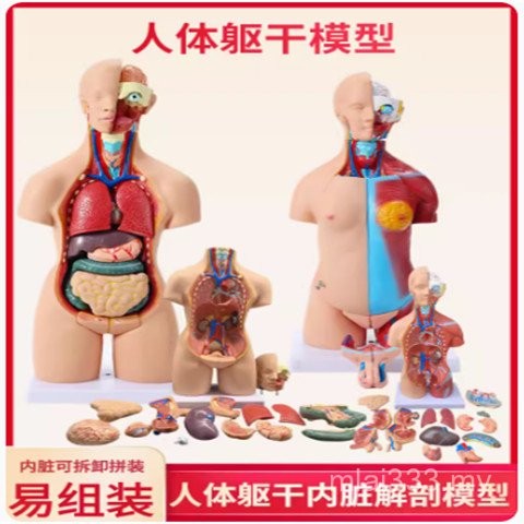 Human Body Model Anatomy Heart Model Brain Human Body Structure Model ...