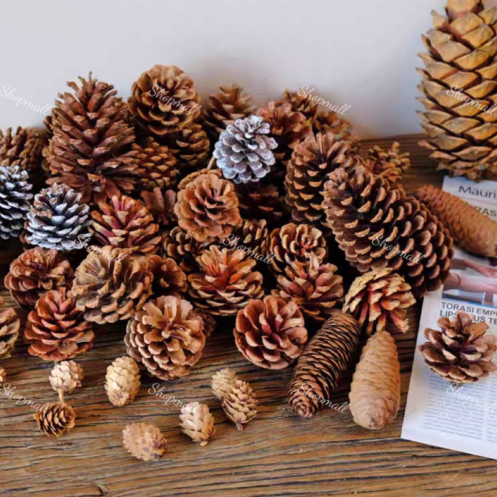 Dried Pine Cone White Pine Cone / Pet Bedding for Isopod / Hiding Spot ...