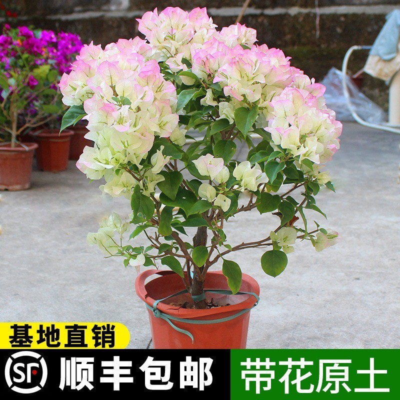 Tanaman Berpasu Bougainvillea dengan Bunga, Mekar Sepanjang Musim ...