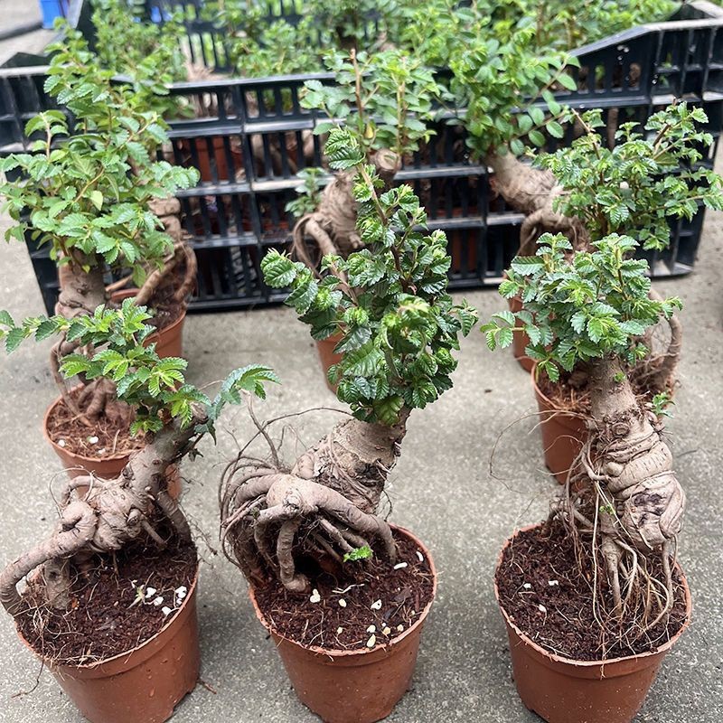 【Precious】(COD)/Pokok elm unta/Camel elm tree骆驼榆树小型迷你造型盆栽 老桩奇特小型绿植 怪形 ...