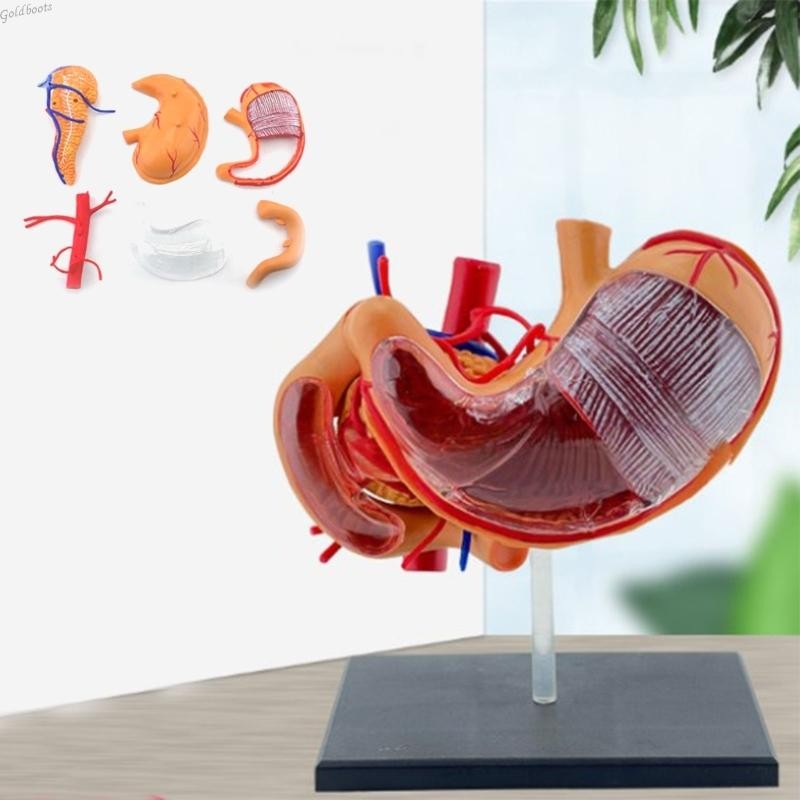 GB Interactive 4D Stomach Anatomy Model Professionals PVC 4D Stomach ...