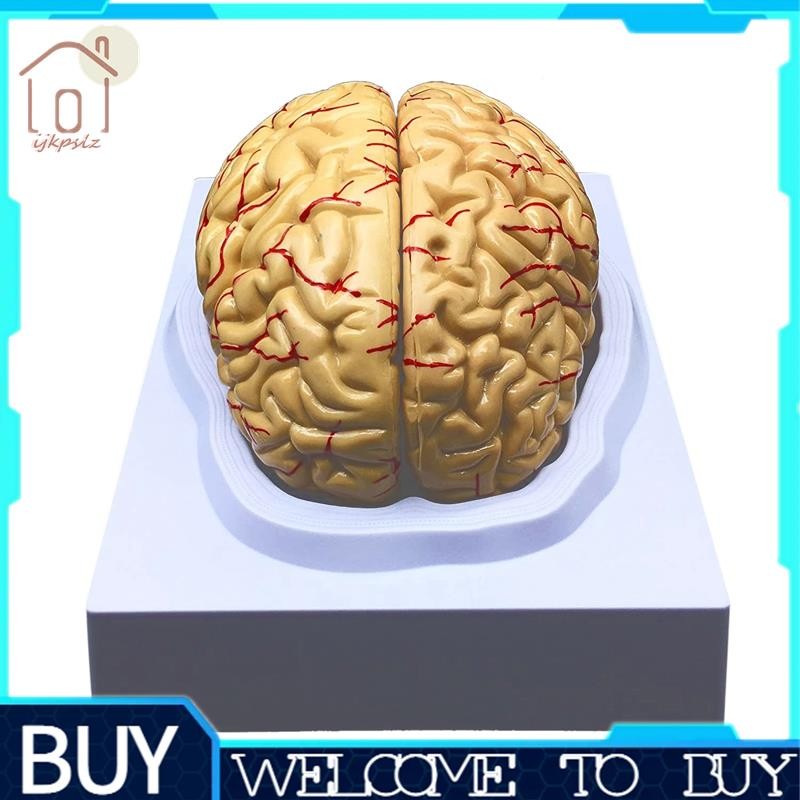 Human Brain Model, Anatomically Accurate Brain Model Life Size Human ...