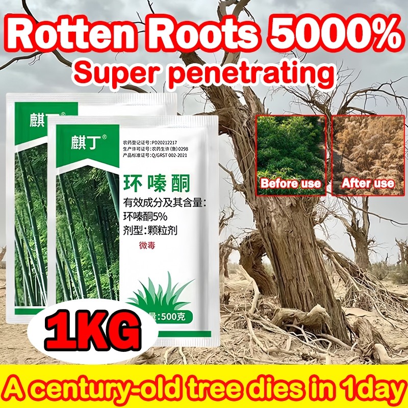 A century-old tree dies in 1day weed killer racun rumput rumput mati ...