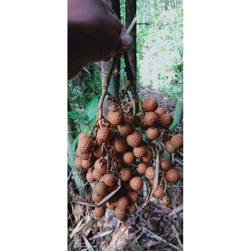 Rare rattan / hoe seeds 1 kg ADN | Shopee Malaysia