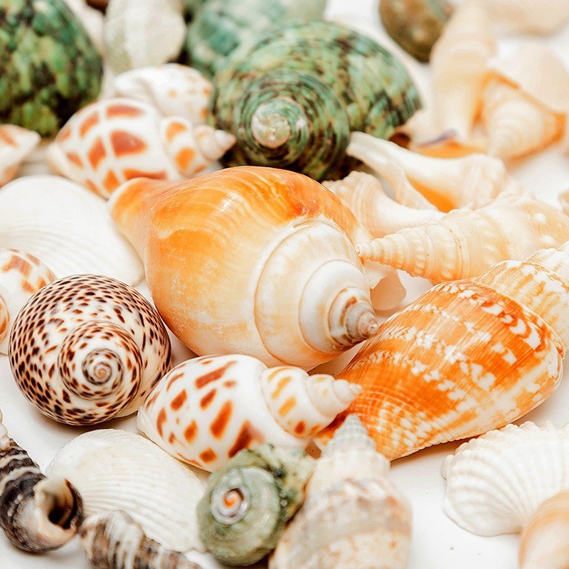 Natural Shell Conch Handmade diy Decorations Micro Landscape Roll ...